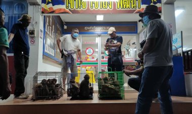 ตำรวจสอบสวนกลาง (CIB) โดย บก.ปทส. จับกุมค้าสัตว์ป่าคุ้มครองโดยไม่ได้รับอนุญาต