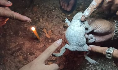 คางคกโผล่กลางงานวันเกิด!!ชาวบ้านเชื่อให้โชค เห็นเลขชัดใต้ท้อง