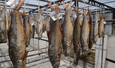 ปลากุเลาเค็มตากใบ ความภาคภูมิใจของดีของเด่นชายแดนใต้ หนึ่งในเมนูคัดสรรเอเปค2022