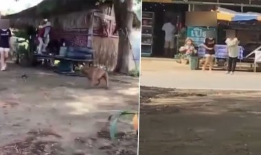 ศึกสุนัขกัดกันเพื่อนบ้านซัดกันเดือด!หลังเจ้าของพิตบูลวิ่งกัดสุนัขแล้วไม่รับผิดชอบ พร้อมตะโกนด่าหยาบคายสนั่น