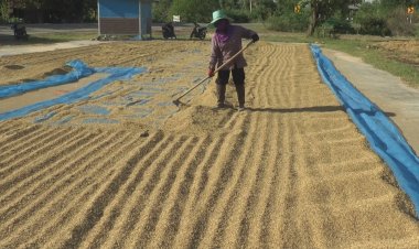 ชมรมโรงสีข้าวโคราชวอนรัฐใช้เวทีเอเปคดันข้าวและสินค้าเกษตรส่งออกให้มากขึ้น