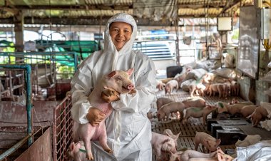 Zero ASF จะสำเร็จไม่ได้ ... ถ้า “ขบวนการหมูเถื่อน” ยังอยู่