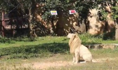 ฮือฮา!"เจ้าบอย”สิงโตขาวแห่งสวนสัตว์ขอนแก่นทายผลเวิลด์คัพ 2022 เจ้าภาพประเดิมชัยนัดแรก (ชมคลิป)