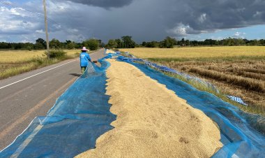 ไม่มีที่ตาก!ชาวนาโคราชวอนผู้ใช้รถเห็นใจจำเป็นต้องตากข้าวบนนถนนทั้งที่ผิดกม.