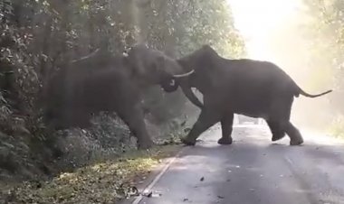 เปิดคลิปนาที!"พลายงาทอง กับ พลายทองคำ"เปิดศึกช้างชนช้างนัดล้างตาสนั่นเขาใหญ่