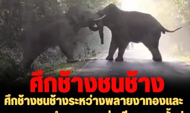 ศึกช้างชนช้างระหว่างพลายงาทองและพลายทองคำ พอจนท.ส่งเสียงหยุด ทั้งคู่ก็แยกย้ายกลับบ้าน