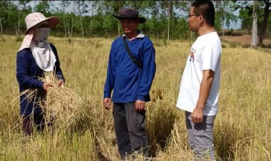 ชาวนาปราจีนฯน้ำตาตกโขลงช้างป่าเขาอ่างฤาไนลงเขาบุกลงหากิน-ย่ำข้าวตากเสียหายยับ