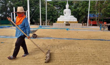 ยิ่งทำยิ่งติดหนี้สิน!ชาวนาโคราชท้อข้าวราคาตกต่ำสวนทางต้นทุนพุ่ง 3 เท่าตัว