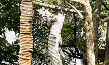 สีสัน!เสือดาวโคราช โดดงับเนื้อติดธง เอกวาดอร์ ทายว่า จะชนะเจ้าภาพกาตาร์