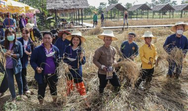 สืบสานประเพณีลงแขกเกี่ยวข้าว ไร่พุทธเกษตร ป่าโมกข์ธรรมาราม