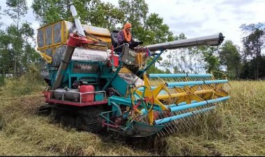 ชาวนาปราจีนรีบขายข้าวนาปีต้นฤดูเกวียนนละ 7,500 บาท หวั่นราคาแกว่ง