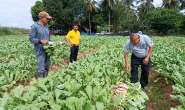 ชาวไร่หัวไชเท้าเร่งเก็บกู้ผลผลิตก่อนกำหนดหนีฝนหลงฤดูหวั่นเสียหาย