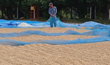 ชาวนาโคราชเร่งตากข้าวไล่ความชื้นหนีฝนตกหวั่นเก็บขายไม่ทันใช้หนี้ธกส.