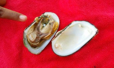 สาวท้อง 4 เดือนสุดดีใจ!กินหอยเจอไข่มุกเมโลคาปาก ถ้าใช่อยากขายไว้เป็นทุนเลี้ยงลูก