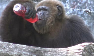 สีสันเวิลด์คัพ 2022!มอบรางวัล "เจ้าจ้อน" ลิงแสนรู้ ทายผลบอลคู่เปิดสนามถูก