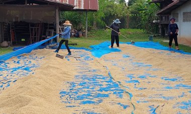 ชาวนาโคราชเร่งเก็บข้าวเปลือกตากไว้หลังมีฝนเริ่มตกลงมาในพื้นที่ป้องกันความเสียหาย