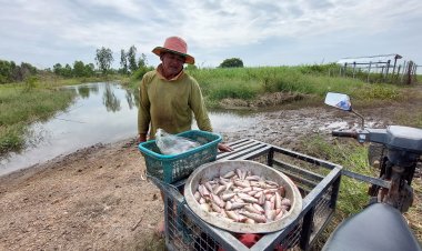 อยุธยา!น้ำเต็มนา ปลาเต็มทุ่ง  ชาวบ้านยิ้มหน้าบาน ปลาสร้อยทำแล้วขายโลละ 100-120 บาท