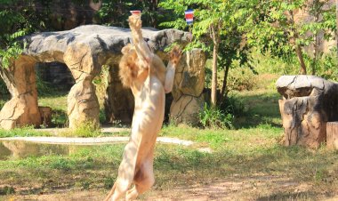 ไม่มีพลิกล็อกช็อกโลก!"เจ้าบอย" สิงโตขาว แห่งสวนสัตว์ขอนแก่น ทายผลบอลโลกคืนนี้ "สเปน" ชนะ "คอสตาริกา" แน่นอน