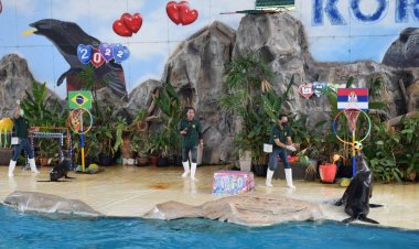 แมวน้ำสวนสัตว์โคราช ทายผลฟุตบอลโลก นัดแรกกลุ่ม G "บราซิล"จะชนะ"เซอร์เบียร์"