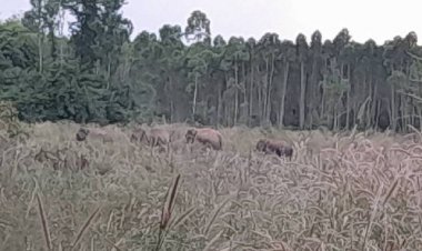 แล้งขาดแคลนอาหาร!โขลงช้างป่า 120 ตัว(+) ข้ามฝั่งจากแปดริ้วอยู่เชิงเขาปราจีนฯหากินในป่าอ้อยยาวผลักดัน ไม่ยอมกลับ