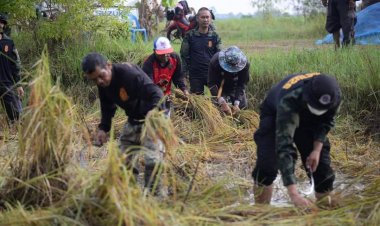 ผบ หน่วยเฉพาะกิจดรมทหารพรานที่ 26 นำกำลังพล ร่วมลงแขกเกี่ยวข้าวกับชาวบ้านที่อ.ละหานทราย