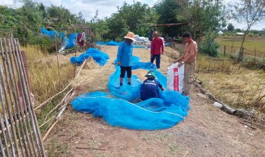 น้ำตาชาวนา!ฝนหลงฤดูข้าวตากเปียกชื่นหนักแถมเจอโรงสีกดราคาซื้ออ้างความชื้นสูง