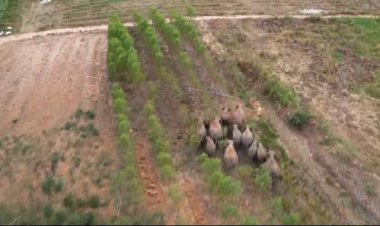 รวมพลังจิตอาสา2จังหวัดปราจีนฯ-แปดริ้ว  ช่วยผลักดัน  โขลงช้างป่าคืนสู่ธรรมชาติ