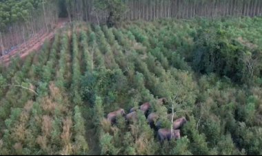 ผลักดันโขลงช้างป่าเขาอ่างฤาไน40ตัว(บวก)ข้ามฝั่งจากแปดริ้วมาหากิน พ้นป่าไร่อ้อย-มันสำปะหลัง-สวนปาล์มเกษตรกร