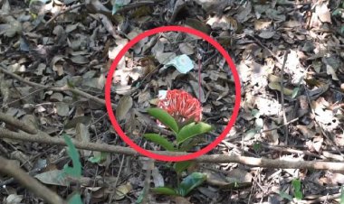 ขนหัวลุก 2 พี่น้องไปขุดหาหัวมันนกดันไปพบโครงกระดูกกลางป่า