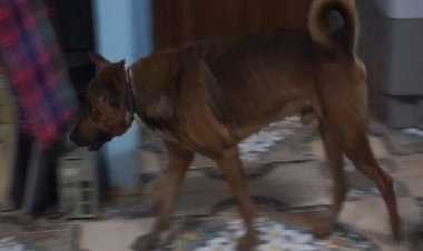 น้องหมาร้องครวญครางขอให้ช่วยเหลือเอาลวดออกจากคอ คาดเป็นแก๊งจับสุนัขฆ่าเปิบพิศดาร แต่ดิ้นหนีหลุดรอดมา