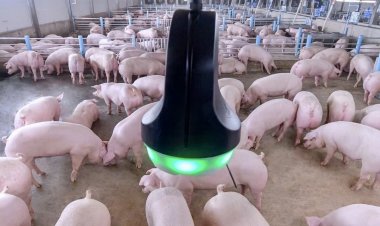 ซีพีเอฟ หนุนนโยบาย Zero ASF ชู “ระบบไบโอซีเคียวริตี้” ป้องกันโรคสุกร ปลอดภัย 100%