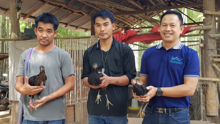 น่านหนุนเกษตรกรสร้างอาชีพจากไก่ประดู่หางดำ สู่วัฒนธรรมอาหารสากลด้วย Nan gastronomy