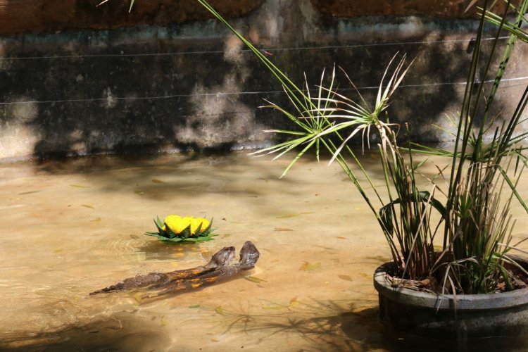 สวนสัตว์โคราช ต้อนรับเทศกาลลอยกระทง จัดเมนูสุดโปรดใส่กระทง เสิร์ฟนากเล็กเล็บสั้น สืบสานประเพณี