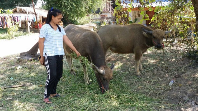 สาวโพสต์คลิปขายเจ้าทุย-เจ้าทอง (ควาย)วอนคนชอบควายช่วยซื้อ 60,000 บาท