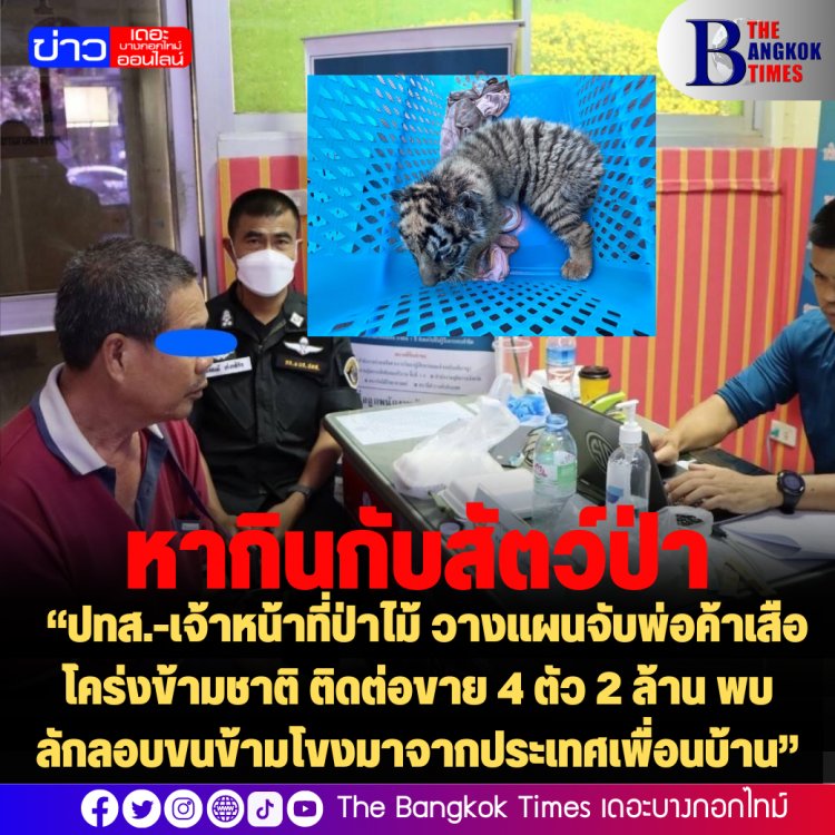 “ปทส.-เจ้าหน้าที่ป่าไม้ วางแผนจับพ่อค้าเสือโคร่งข้ามชาติ ติดต่อขาย 4 ตัว 2 ล้าน พบลักลอบขนข้ามโขงมาจากประเทศเพื่อนบ้าน”