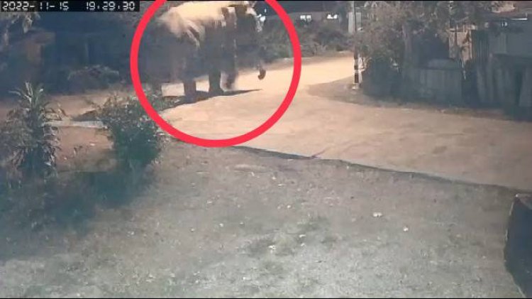 ระทึก!ช้างป่าสีดอโหนกมาหาถึงบ้านสาวโดดเปลหนีเข้าบ้าน