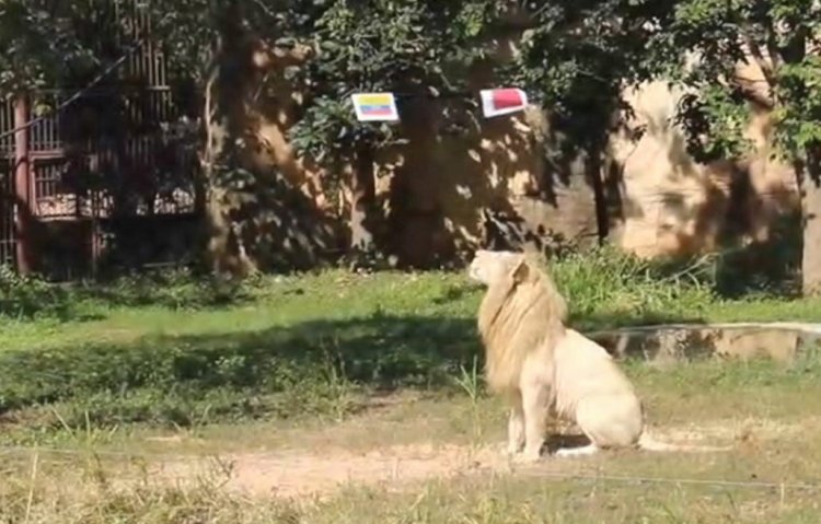 ฮือฮา!"เจ้าบอย”สิงโตขาวแห่งสวนสัตว์ขอนแก่นทายผลเวิลด์คัพ 2022 เจ้าภาพประเดิมชัยนัดแรก (ชมคลิป)