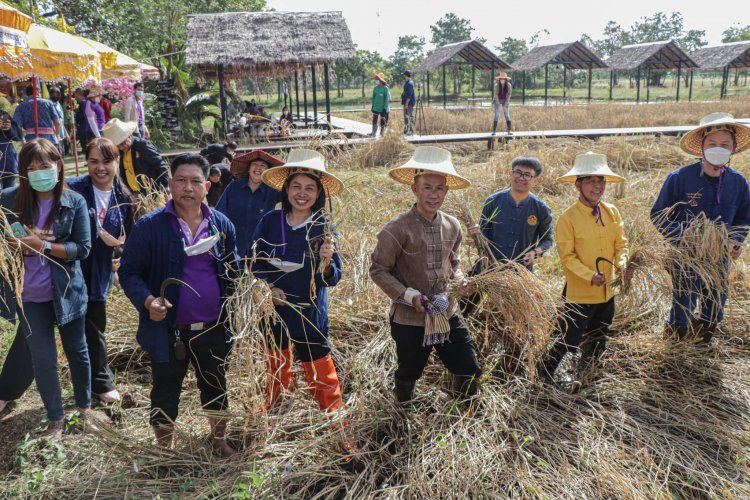 สืบสานประเพณีลงแขกเกี่ยวข้าว ไร่พุทธเกษตร ป่าโมกข์ธรรมาราม