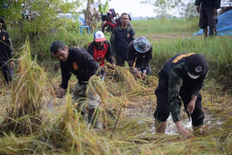 ผบ หน่วยเฉพาะกิจดรมทหารพรานที่ 26 นำกำลังพล ร่วมลงแขกเกี่ยวข้าวกับชาวบ้านที่อ.ละหานทราย