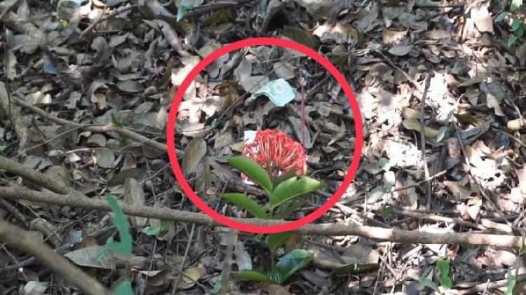 ขนหัวลุก 2 พี่น้องไปขุดหาหัวมันนกดันไปพบโครงกระดูกกลางป่า