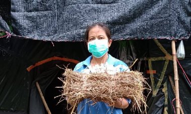 สาวปราจีนบุรีเพาะเห็ดโคนน้อย  7 วันขายสร้างรายได้วันละ   300 -500 บาท