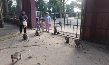 นทท.แห่ให้อาหารลิงเจ้าปู่ตาหวังรับโชคลาภวันหวยออก