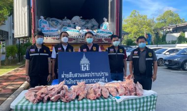 สำนักงานศุลกากรภาคที่ 4 ปราบปรามจับ “ชิ้นส่วนสุกรแช่แข็ง”  12,000 กก. ราคา 2,5000,000 บาท