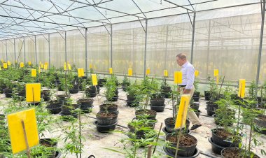 นักวิจัยกัญชา มทส.เตือนเกษตรกร อย่าเชื่อซื้อขายกก.ละ 7 หมื่นไม่มีอยู่จริง