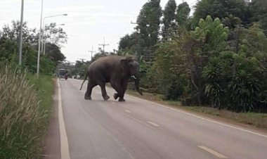 ช้างป่าเขาอ่างฤาไนฉายเดี่ยวบุกบ้านปชช.หมาเห่า-ไล่ฟัด เจ้าของวิ่นหนีทันรอดชีวิตฉิวเฉียด