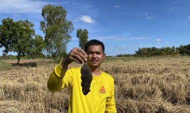 แหล่งอาหารบ้านนา!เปิดวิธีล่าหนูนาคนชัยภูมิมาทำอาหารเลิศรสเหลือขายสร้างรายได้นับพันบาทต่อวัน