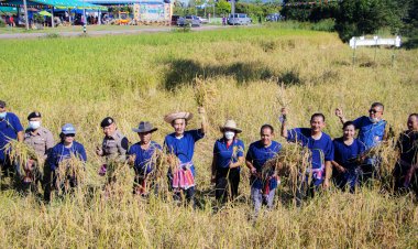 ชาวนาสากเหล็กอนุรักษ์ประเพณีลงแขกเกี่ยวข้าวแข่งจับปลาไหลสนุกสนานเฮฮา