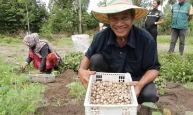 ส่งเสริมเกษตรกรปะนาเระ  ปลูกถั่วหรั่งหรือกาแจโป เป็นพืชอัตลักษณ์ท้องถิ่น ทานอร่อยมีประโยชน์เป็นทางเลือก