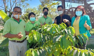 กาแฟโรบัสตาศรีสะเกษพัฒนาเป็นสินค้า OTOP ระดับ PREMIUM เพื่อเตรียมส่งจำหน่ายห้าง BIG C ทั่วประเทศ