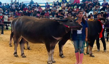 เกษตรกรนำควายเข้าร่วมประกวดประกวดควายงาม ควายงาน ชิงถ้วยพระราชทานกรมสมเด็จพระเทพฯคึกคัก